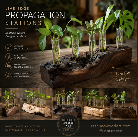 Botanical propagation test tube starter
